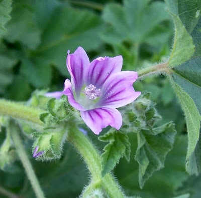 Cretan-hollyhock Cretan-hollyhock