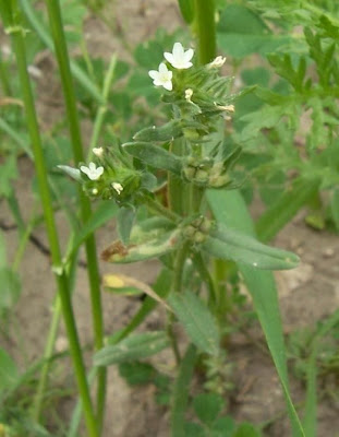 Field gromwell