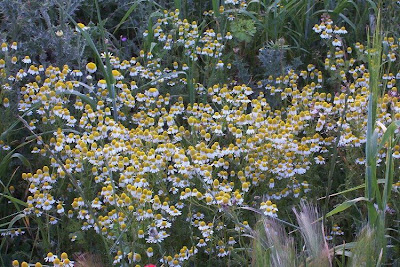 Hungarian chamomile