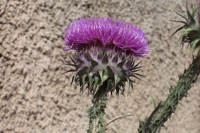 Cardo-ilírico Cardo-ilírico