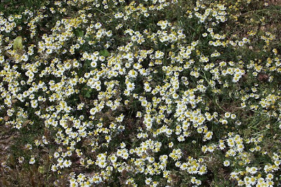 Hungarian chamomile
