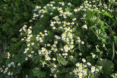 Hungarian chamomile