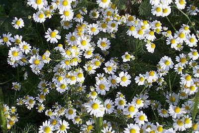 Hungarian chamomile