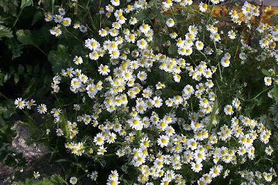 Hungarian chamomile