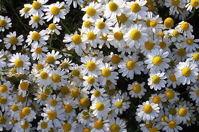 Hungarian chamomile