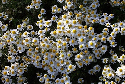Hungarian chamomile