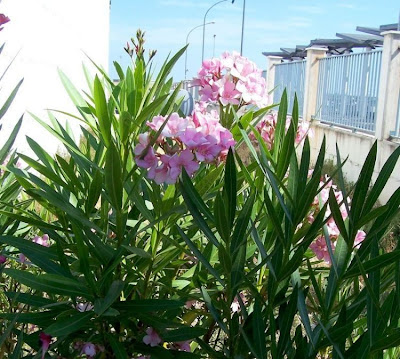 Rosebay