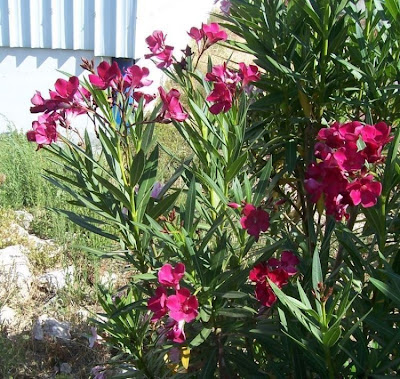 Rosebay