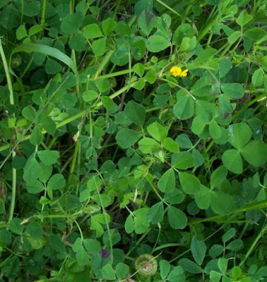 Erba medica orbicolare Erba medica orbicolare