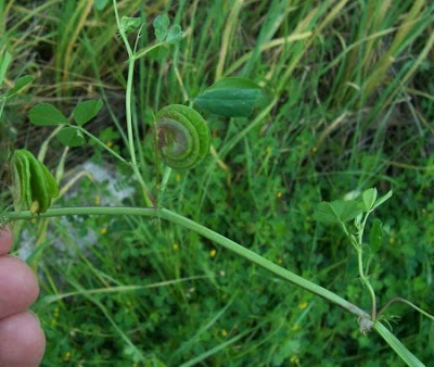 Erba medica orbicolare Erba medica orbicolare