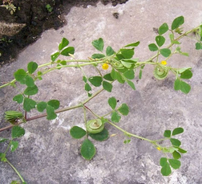 Erba medica orbicolare Erba medica orbicolare