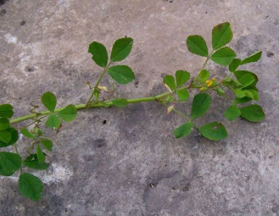 Erba medica orbicolare Erba medica orbicolare