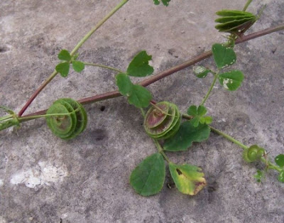 Erba medica orbicolare Erba medica orbicolare
