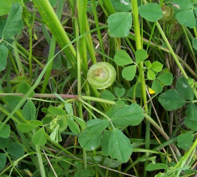 Erba medica orbicolare Erba medica orbicolare