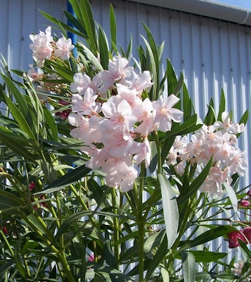 Rosebay