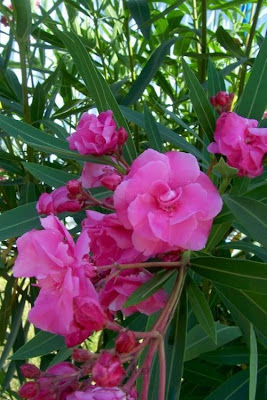 Rosebay