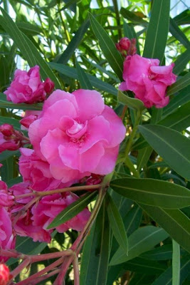 Rosebay