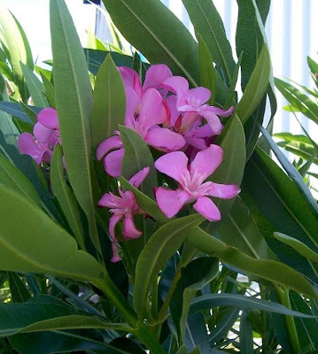 Rosebay