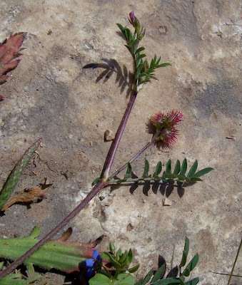 Cockscomb Sainfoin