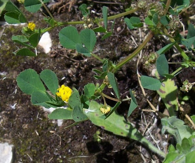 California bur-clover California bur-clover