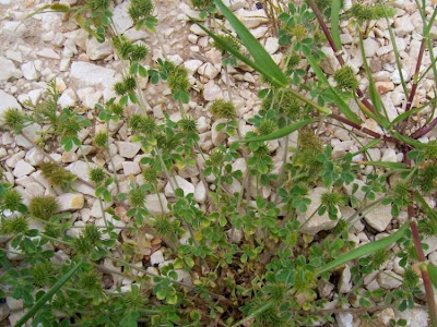 Burr medick