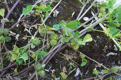 California bur-clover California bur-clover