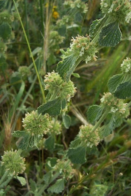 Marrubium vulgare L.