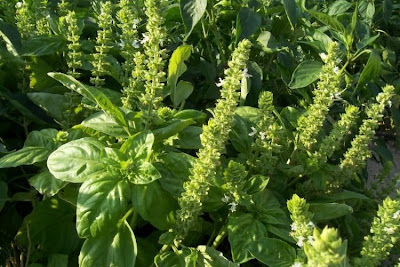 Ocimum basilicum,
albahaca,
alfavaca,
basil,
basilic,
basilico,
Basilienkraut,
Basilikum,
manjeric&atilde;o,
sweet basil