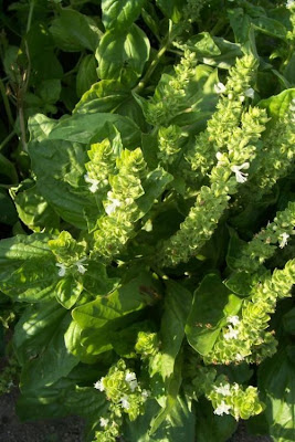 Ocimum basilicum,
albahaca,
alfavaca,
basil,
basilic,
basilico,
Basilienkraut,
Basilikum,
manjeric&atilde;o,
sweet basil