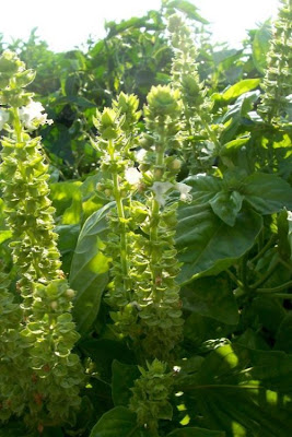 Ocimum basilicum,
albahaca,
alfavaca,
basil,
basilic,
basilico,
Basilienkraut,
Basilikum,
manjeric&atilde;o,
sweet basil