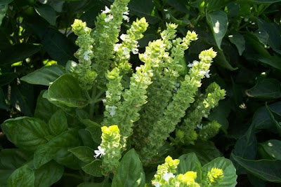 Ocimum basilicum,
albahaca,
alfavaca,
basil,
basilic,
basilico,
Basilienkraut,
Basilikum,
manjeric&atilde;o,
sweet basil