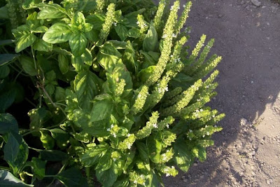 Ocimum basilicum,
albahaca,
alfavaca,
basil,
basilic,
basilico,
Basilienkraut,
Basilikum,
manjeric&atilde;o,
sweet basil