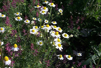 Hungarian chamomile