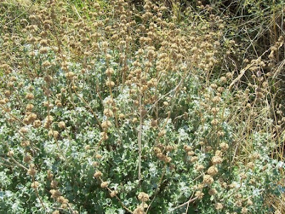 Marrubium vulgare L.