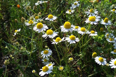 Hungarian chamomile