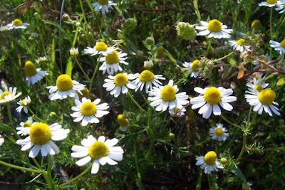 Hungarian chamomile