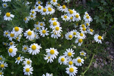 Hungarian chamomile