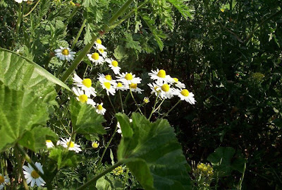Hungarian chamomile