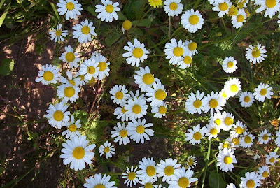 Hungarian chamomile