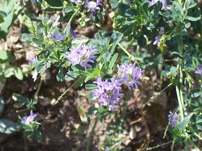 Alfalfa Alfalfa