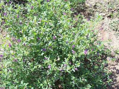 Alfalfa Alfalfa