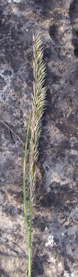 Eyelash Pearl Grass