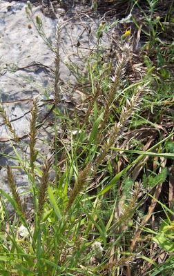 Eyelash Pearl Grass