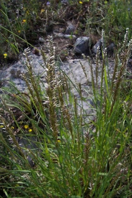 Eyelash Pearl Grass