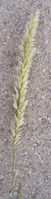Eyelash Pearl Grass