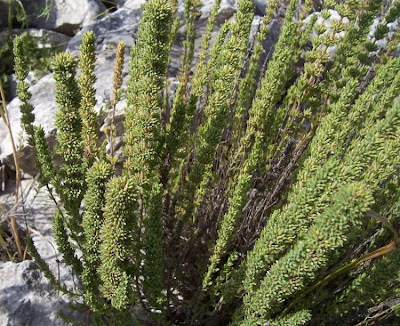 Micromeria juliana (L.) Bentham