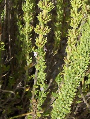 Micromeria juliana (L.) Bentham