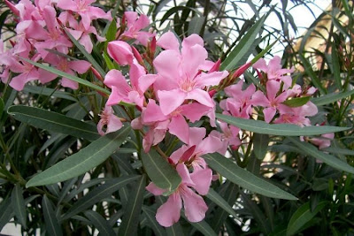 Rosebay