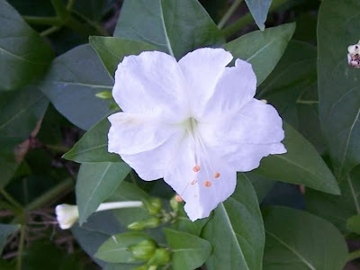 False jalap