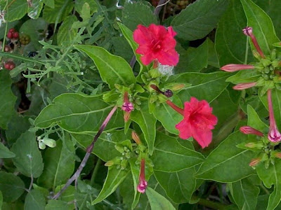False jalap
